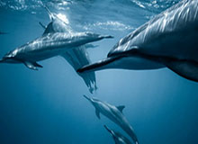 Bungie公布《马拉松》新发售日期，发布深度解析视频